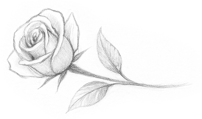 hochzeitsrausch Brautmoden - Skizze einer weißen Rose, symbolisiert Eleganz und Romantik für Hochzeitsplanung